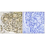 Immunohistochemistry - Anti-NFAT3 (phospho Ser168+Ser170) Antibody (A8385) - Antibodies.com
