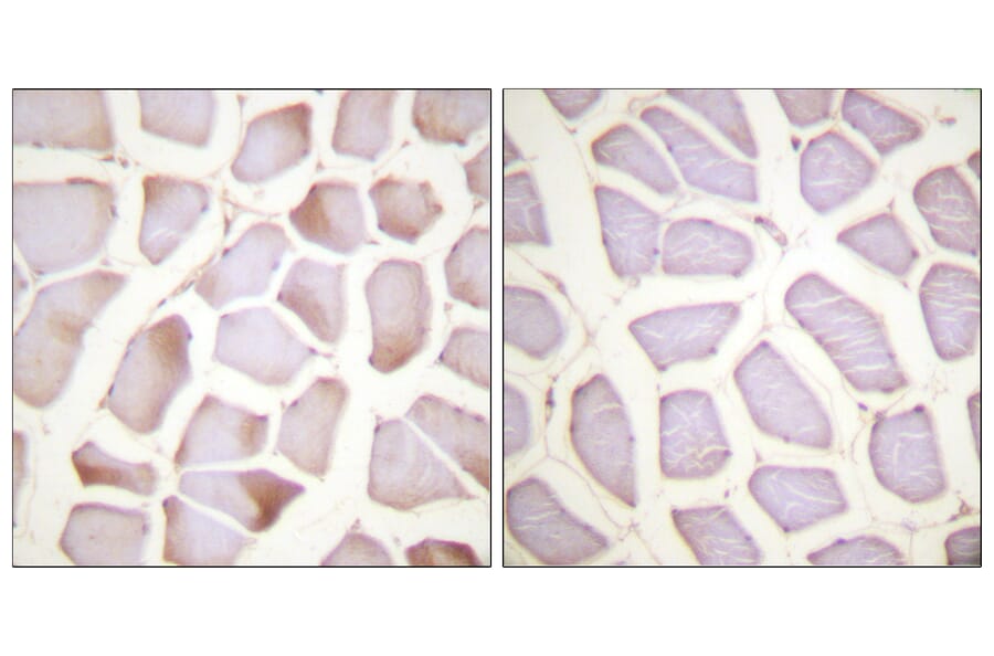 Immunohistochemistry - Anti-TNNI3 (phospho Ser22+Ser23) Antibody (A0587) - Antibodies.com