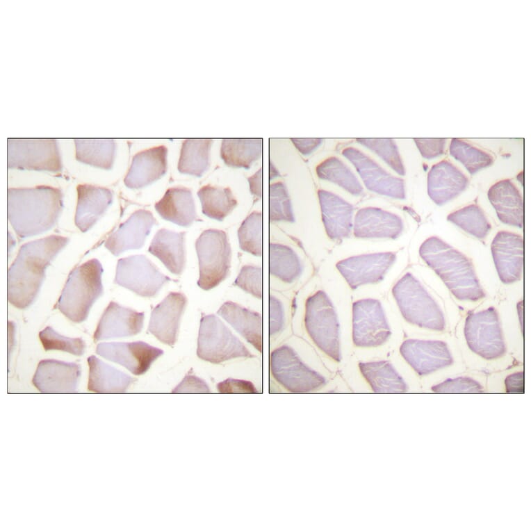 Immunohistochemistry - Anti-TNNI3 (phospho Ser22+Ser23) Antibody (A0587) - Antibodies.com