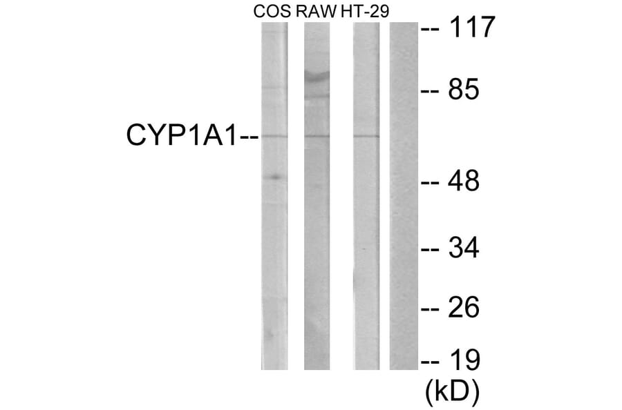 Western Blot - Anti-Cytochrome P450 1A1 + 1A2 Antibody (C12249) - Antibodies.com
