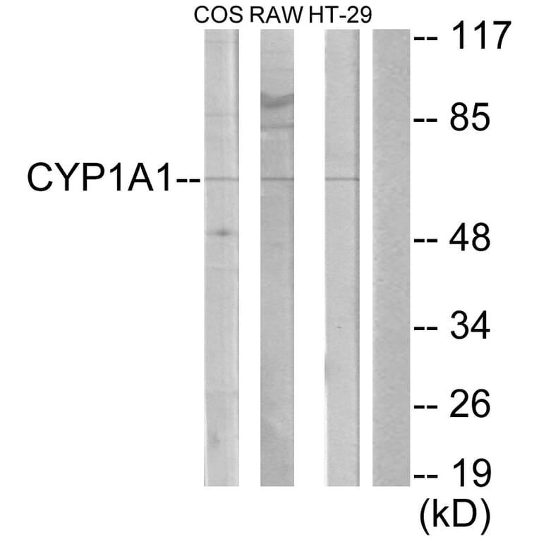 Western Blot - Anti-Cytochrome P450 1A1 + 1A2 Antibody (C12249) - Antibodies.com