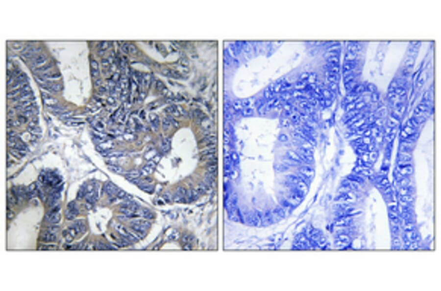 Immunohistochemistry - Anti-Cytochrome P450 1A1 + 1A2 Antibody (C12249) - Antibodies.com