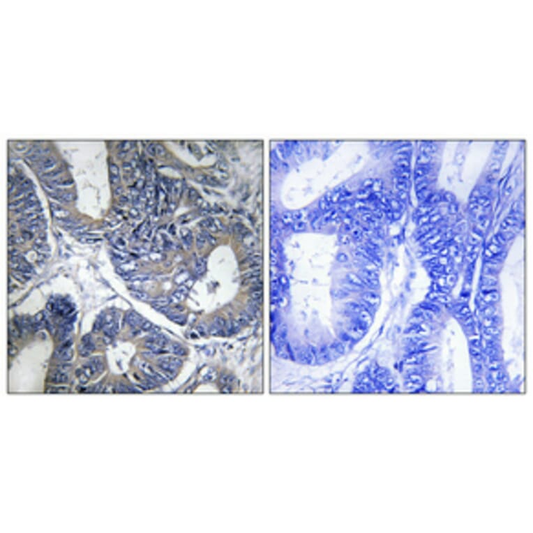 Immunohistochemistry - Anti-Cytochrome P450 1A1 + 1A2 Antibody (C12249) - Antibodies.com