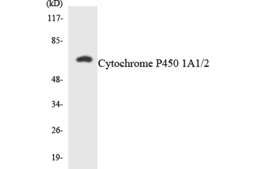 Western Blot - Anti-Cytochrome P450 1A1 + 1A2 Antibody (R12-2672) - Antibodies.com