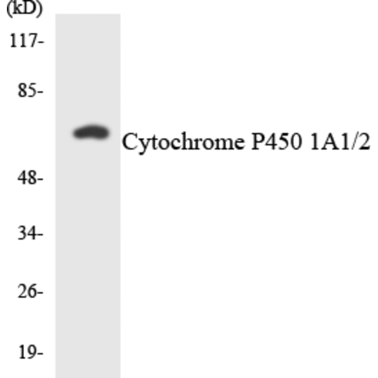 Western Blot - Anti-Cytochrome P450 1A1 + 1A2 Antibody (R12-2672) - Antibodies.com