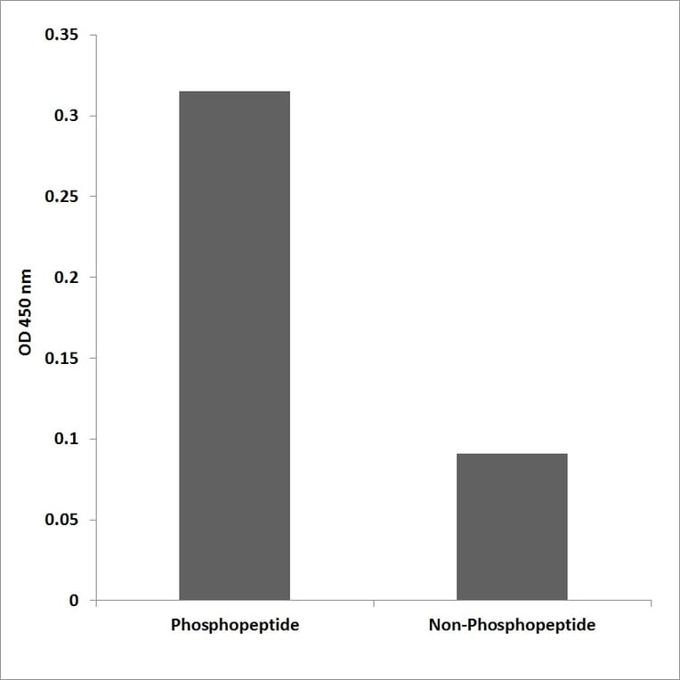 ELISA - Anti-PP1alpha (phospho Thr320) Antibody (P12-1047) - Antibodies.com