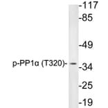Western Blot - Anti-PP1alpha (phospho Thr320) Antibody (P12-1047) - Antibodies.com