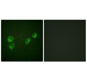 Immunofluorescence - Anti-PLB (phospho Ser16+Thr17) Antibody (A0550) - Antibodies.com