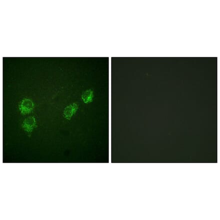 Immunofluorescence - Anti-PLB (phospho Ser16+Thr17) Antibody (A0550) - Antibodies.com