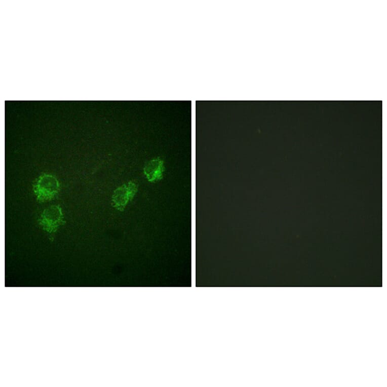 Immunofluorescence - Anti-PLB (phospho Ser16+Thr17) Antibody (A0550) - Antibodies.com