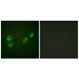 Immunofluorescence - Anti-PLB (phospho Ser16+Thr17) Antibody (A0550) - Antibodies.com
