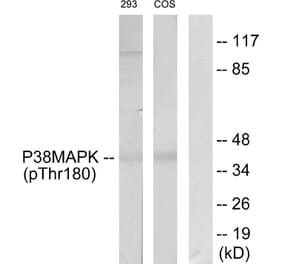 Western Blot - Anti-p38 MAPK (phospho Thr180) Antibody (A7178) - Antibodies.com