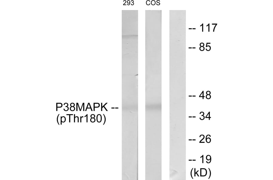 Western Blot - Anti-p38 MAPK (phospho Thr180) Antibody (A7178) - Antibodies.com