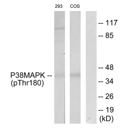 Western Blot - Anti-p38 MAPK (phospho Thr180) Antibody (A7178) - Antibodies.com
