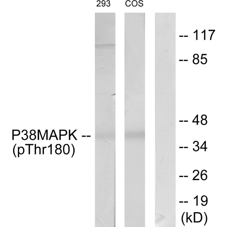 Western Blot - Anti-p38 MAPK (phospho Thr180) Antibody (A7178) - Antibodies.com