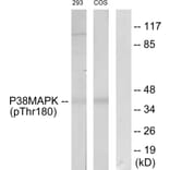 Western Blot - Anti-p38 MAPK (phospho Thr180) Antibody (A7178) - Antibodies.com
