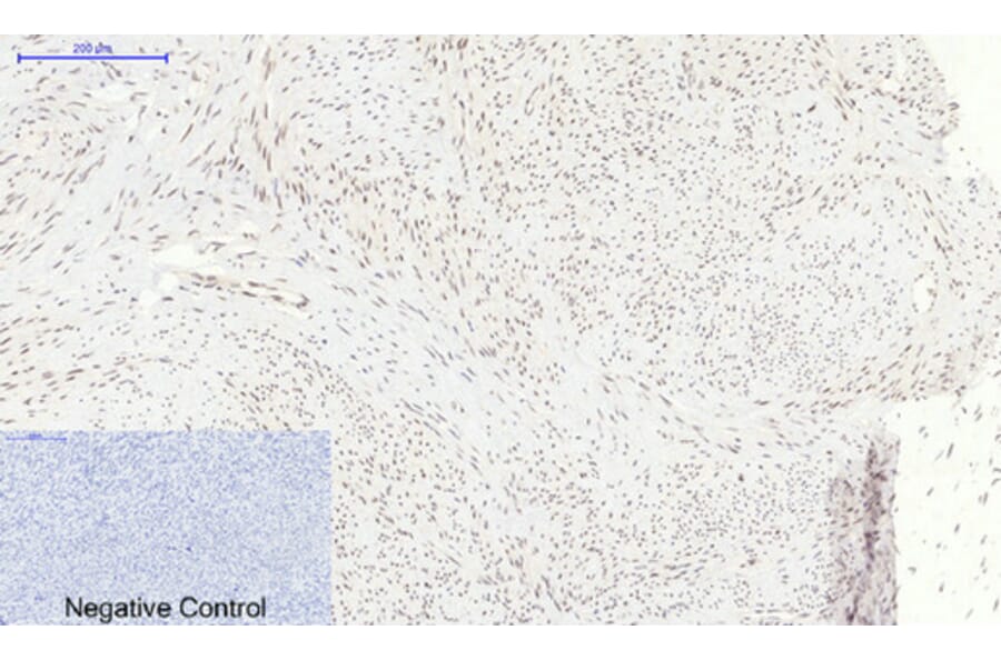Immunohistochemistry - Anti-p38 MAPK (phospho Thr180) Antibody (A7178) - Antibodies.com