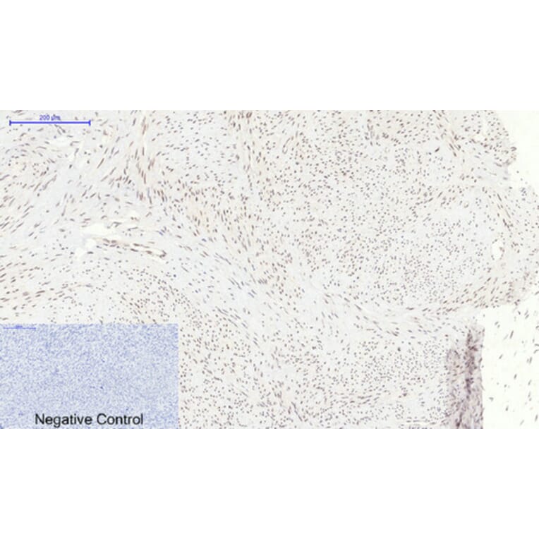 Immunohistochemistry - Anti-p38 MAPK (phospho Thr180) Antibody (A7178) - Antibodies.com