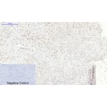 Immunohistochemistry - Anti-p38 MAPK (phospho Thr180) Antibody (A7178) - Antibodies.com