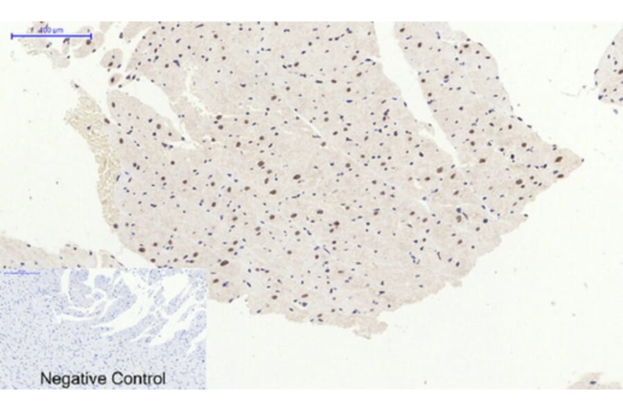 Immunohistochemistry - Anti-p38 MAPK (phospho Thr180) Antibody (A7178) - Antibodies.com