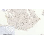 Immunohistochemistry - Anti-p38 MAPK (phospho Thr180) Antibody (A7178) - Antibodies.com