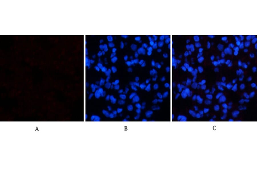 Immunofluorescence - Anti-p38 MAPK (phospho Thr180) Antibody (A7178) - Antibodies.com