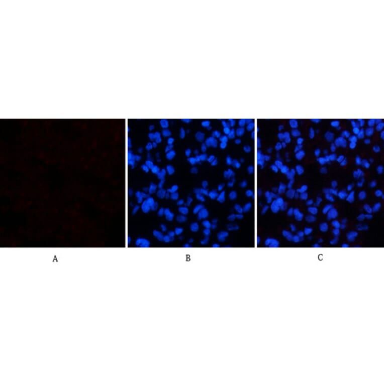 Immunofluorescence - Anti-p38 MAPK (phospho Thr180) Antibody (A7178) - Antibodies.com