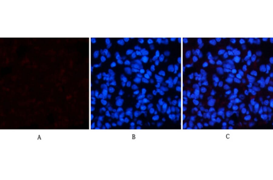 Immunofluorescence - Anti-p38 MAPK (phospho Thr180) Antibody (A7178) - Antibodies.com