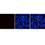 Immunofluorescence - Anti-p38 MAPK (phospho Thr180) Antibody (A7178) - Antibodies.com