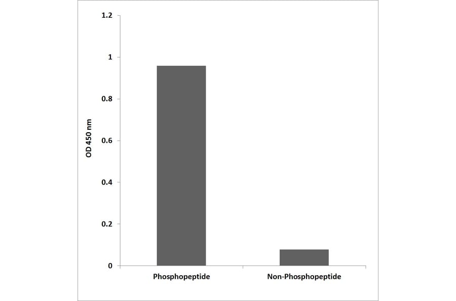 ELISA - Anti-p27 Kip1 (phospho Thr187) Antibody (P12-1158) - Antibodies.com