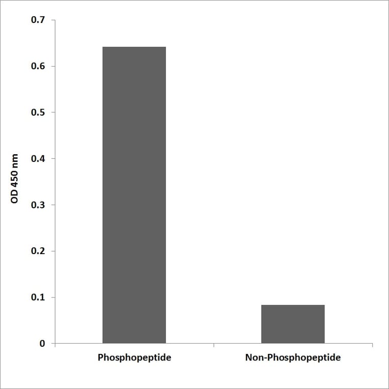 ELISA - Anti-p130 Cas (phospho Tyr410) Antibody (P12-1039) - Antibodies.com