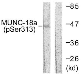 Western Blot - Anti-MUNC-18a (phospho Ser313) Antibody (A0514) - Antibodies.com