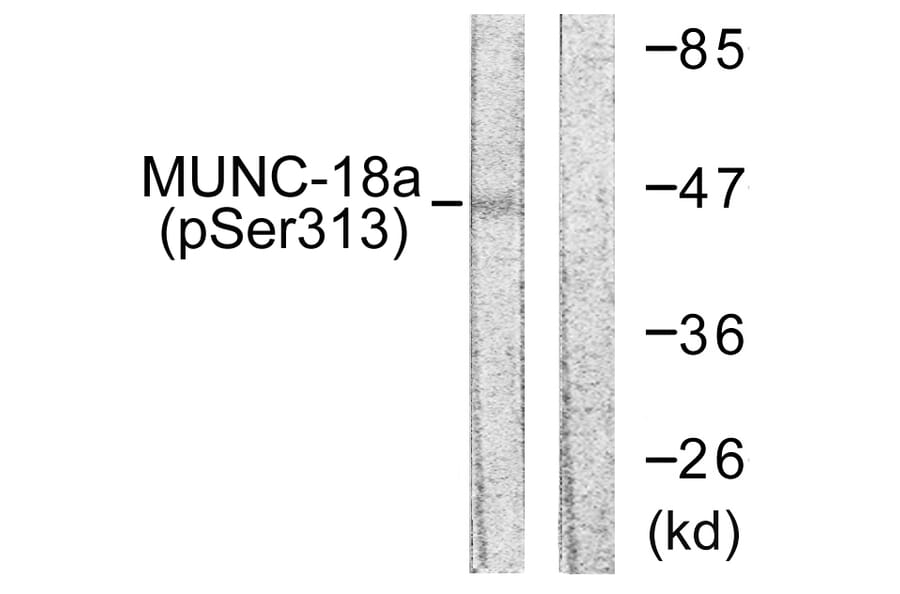 Western Blot - Anti-MUNC-18a (phospho Ser313) Antibody (A0514) - Antibodies.com