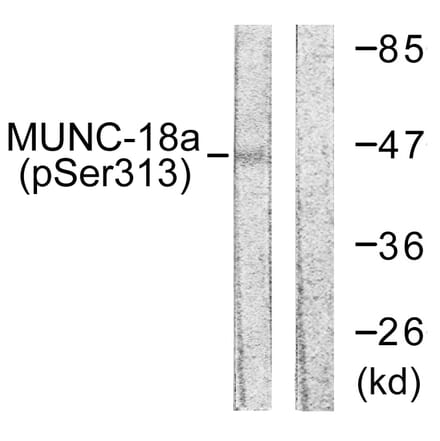 Western Blot - Anti-MUNC-18a (phospho Ser313) Antibody (A0514) - Antibodies.com