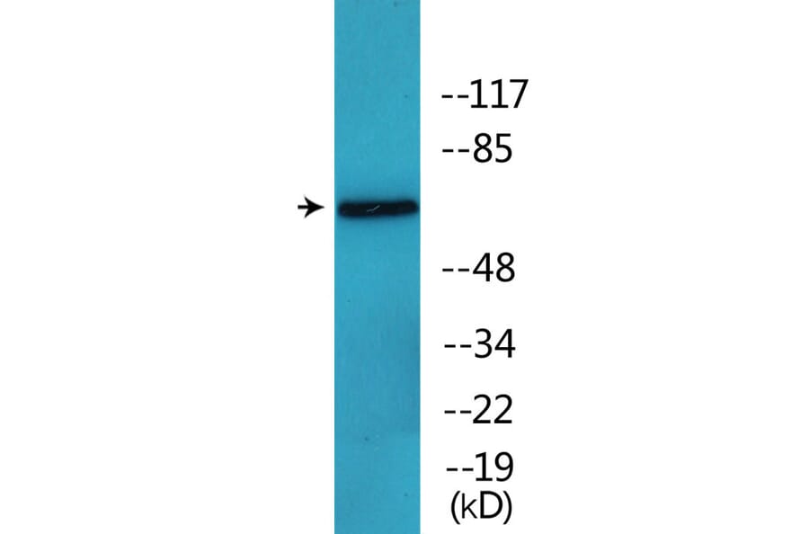 Western Blot - Anti-MUNC-18a (phospho Ser313) Antibody (P12-1151) - Antibodies.com