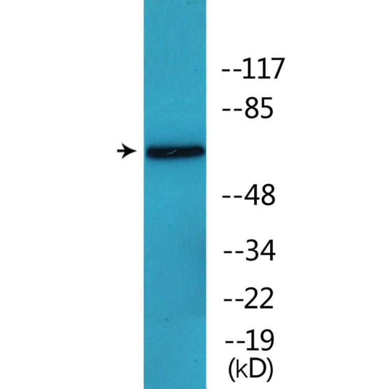 Western Blot - Anti-MUNC-18a (phospho Ser313) Antibody (P12-1151) - Antibodies.com