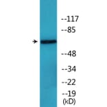 Western Blot - Anti-MUNC-18a (phospho Ser313) Antibody (P12-1151) - Antibodies.com