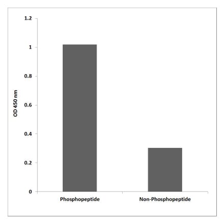 ELISA - Anti-MAPKAPK5 (phospho Thr182) Antibody (P12-1144) - Antibodies.com