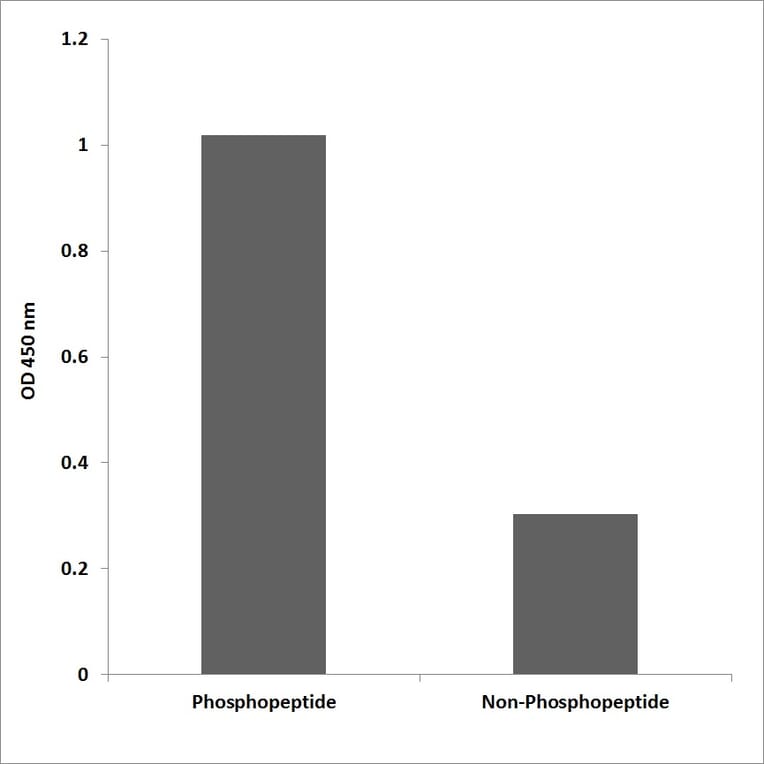 ELISA - Anti-MAPKAPK5 (phospho Thr182) Antibody (P12-1144) - Antibodies.com