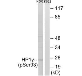 Western Blot - Anti-HP1 gamma (phospho Ser93) Antibody (A8236) - Antibodies.com