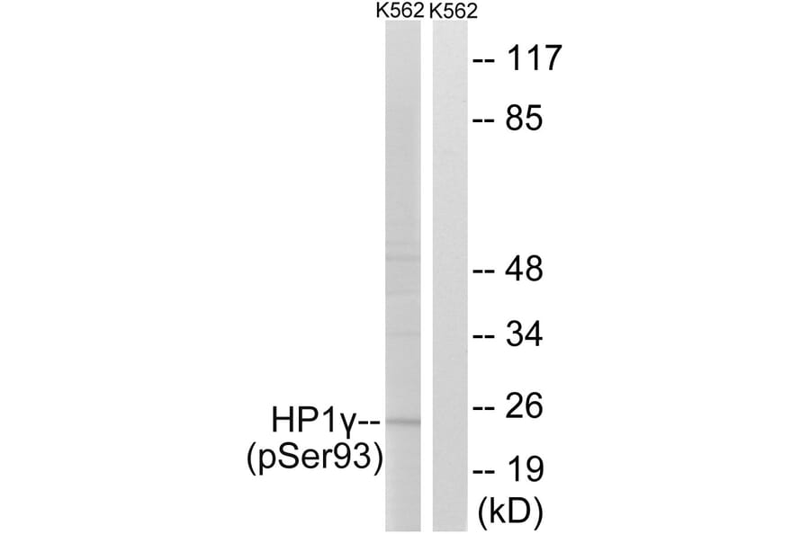Western Blot - Anti-HP1 gamma (phospho Ser93) Antibody (A8236) - Antibodies.com