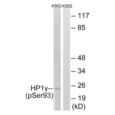 Western Blot - Anti-HP1 gamma (phospho Ser93) Antibody (A8236) - Antibodies.com