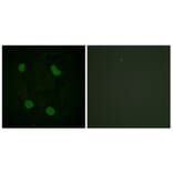Immunofluorescence - Anti-Histone H3 (acetyl Lys14) Antibody (D0007) - Antibodies.com