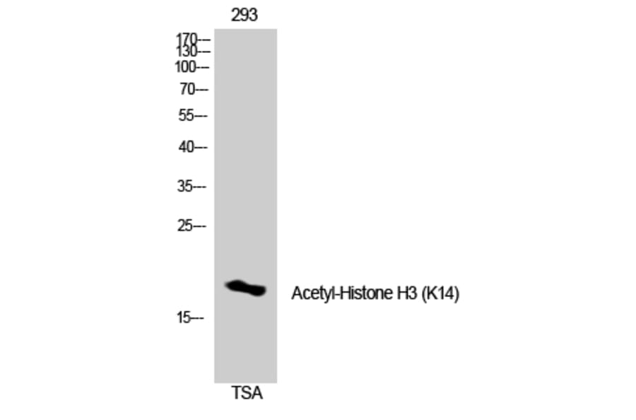 Western Blot - Anti-Histone H3 (acetyl Lys14) Antibody (D0007) - Antibodies.com