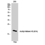 Western Blot - Anti-Histone H3 (acetyl Lys14) Antibody (D0007) - Antibodies.com
