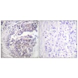 Immunohistochemistry - Anti-Histone H2B (acetyl Lys5) Antibody (D0003) - Antibodies.com