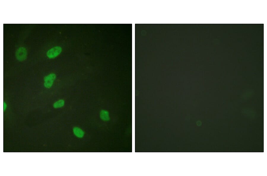 Immunofluorescence - Anti-Histone H2B (acetyl Lys5) Antibody (D0003) - Antibodies.com