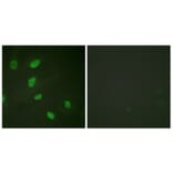 Immunofluorescence - Anti-Histone H2B (acetyl Lys5) Antibody (D0003) - Antibodies.com