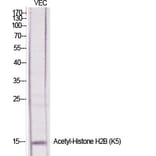 Western Blot - Anti-Histone H2B (acetyl Lys5) Antibody (D0003) - Antibodies.com