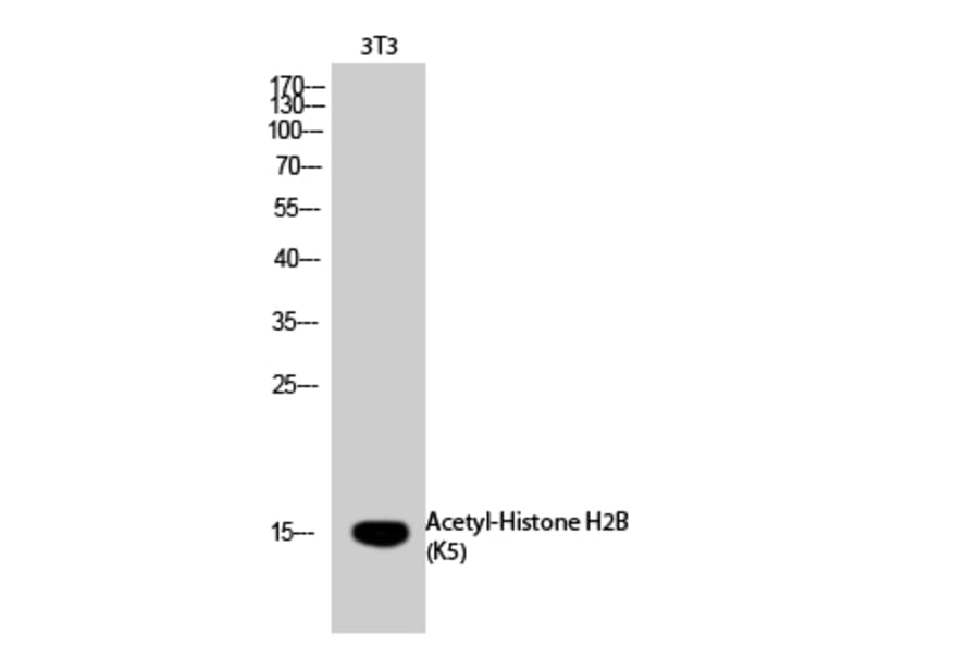 Western Blot - Anti-Histone H2B (acetyl Lys5) Antibody (D0003) - Antibodies.com